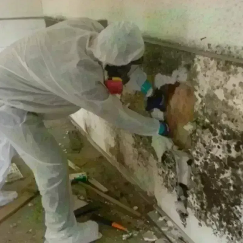 Mold Remediation and Removal in Luzerne, PA